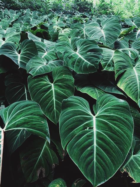 Amazing Green Aesthetic Plants | Plant aesthetic, Green plants, Plants