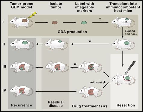 Preclinical Mouse Cancer Models: A Maze of Opportunities and Challenges ...