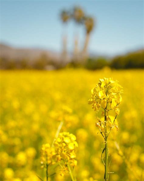 Canola Wallpapers - Top Free Canola Backgrounds - WallpaperAccess