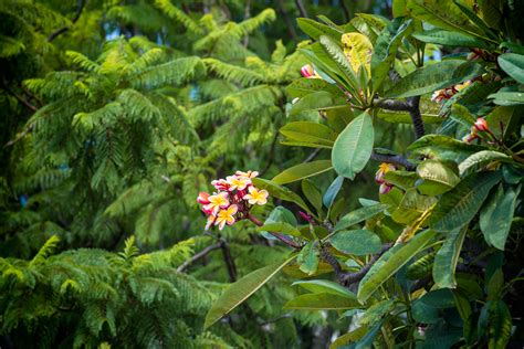 Wild Plumeria Tree | SCENE of HAWAII by wavees