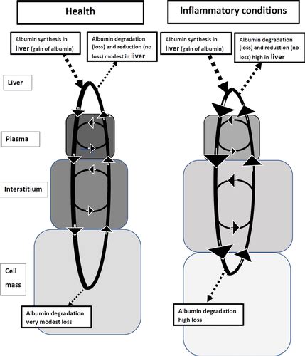 Hypoalbuminemia: Pathogenesis and Clinical Significance - Soeters ...