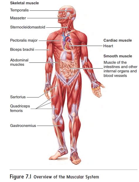 Describe the Function of the Muscular System - Karter-has-Whitaker