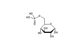 Glucose 6 Phosphate Structure