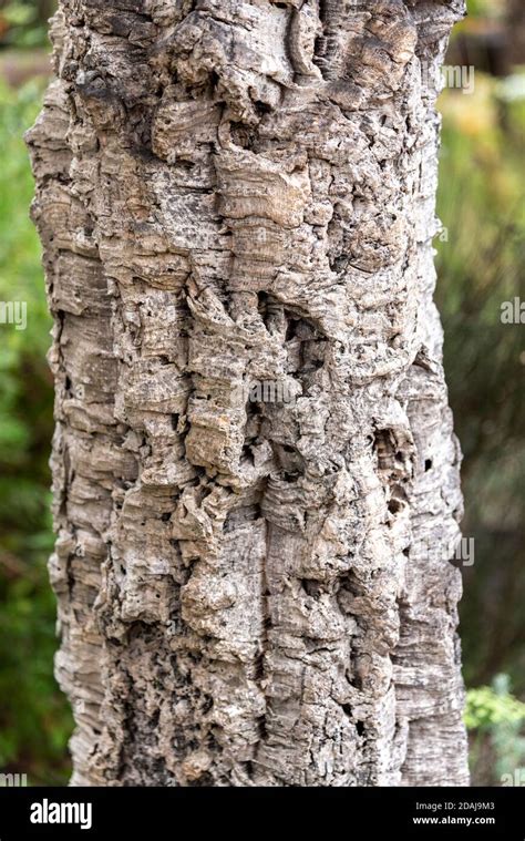 Cork oak tree bark, Quercus suber Stock Photo - Alamy