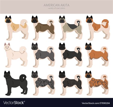 American akita all colours clipart different coat Vector Image
