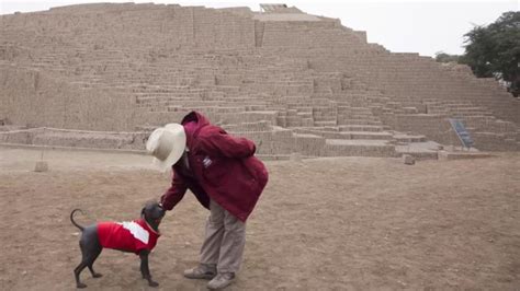 Día del Perro Peruano: Datos curiosos sobre esta raza ancestral - Latina