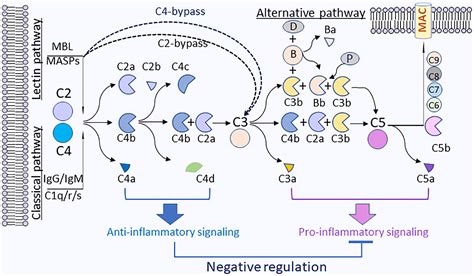 Complement, C3 And C4, Acute Phase Protein, 57% OFF