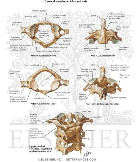 Axis And Atlas Vertebrae Labeled