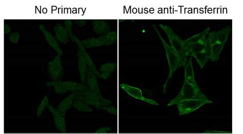 Fluorescein (FITC) Antibody (200-301-096)