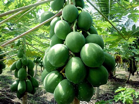 Growing papaya tree | How to grow Papaya in a container | Dwarf Papaya plant