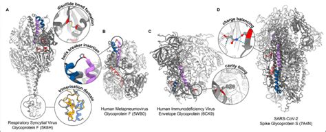 Examples of stabilising modifications. Viral membrane fusion protein... | Download Scientific ...