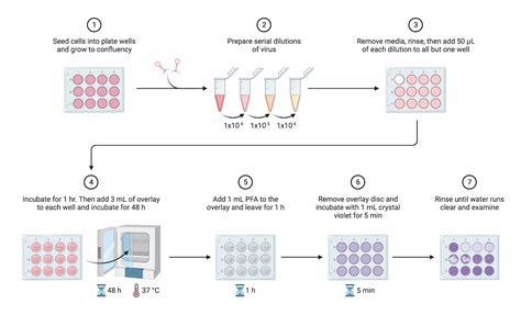 Viral Plaque Assay Protocol | BioRender Science Templates