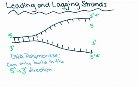 SOLVED:Why must the lagging strand of DNA be replicated in short pieces? a. because of limited ...