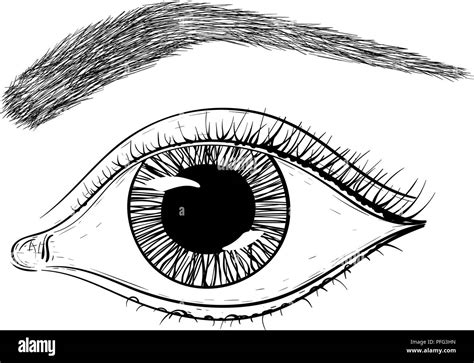 Eyeball drawing Stock Vector Images - Alamy