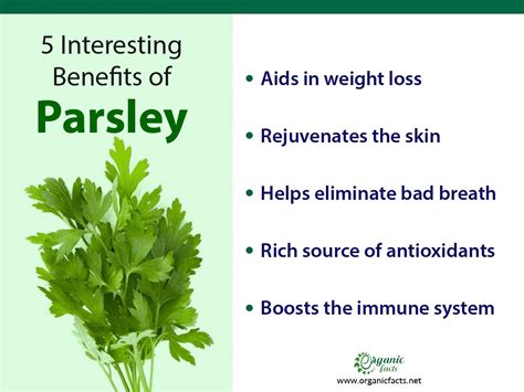 Health Benefits of Parsley | Parsley benefits, Healthy herbs, Parsley