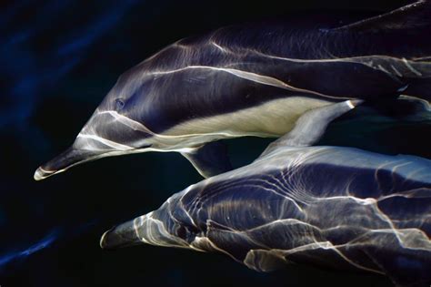 Why do porpoises and dolphins find it so difficult to avoid fishing nets? - Whale and Dolphin ...