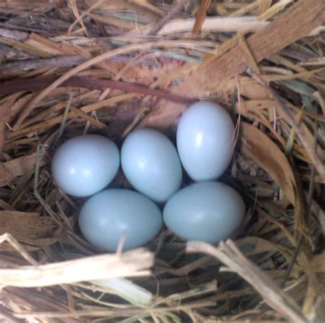 European starling nest and eggs: The European starling is an introduced species from Europe that ...