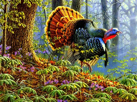 🔥 [90+] Wild Turkey Desktop Wallpapers | WallpaperSafari