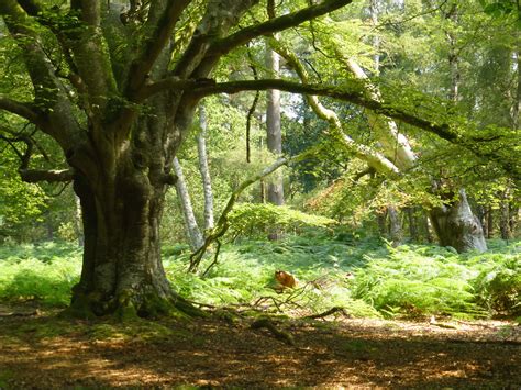 Elevation of New Forest National Park, Lyndhurst, Hampshire SO43, UK ...