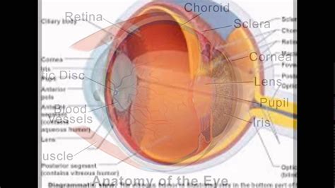 Choroid Function Eye - YouTube