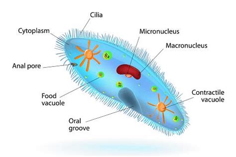 Unicellular Organisms: Types, Characteristics, Examples