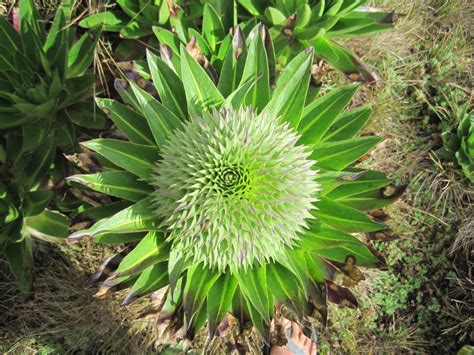 African Plants - A Photo Guide - Lobelia deckenii subsp. keniensis (R. E. Fr. & T.C.E. Fr.) Mabb.