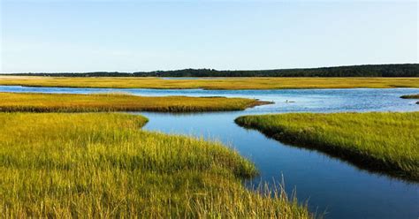 Salt marshes help protect shorelines » Yale Climate Connections