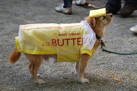 Butter dog cosyume #Halloween Funny Dogs, Cute Dogs, Funny Animals, Cute Animals, Food Costumes ...
