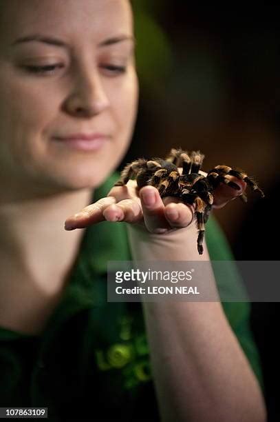 Bird Eating Tarantula Photos and Premium High Res Pictures - Getty Images