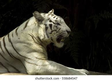 Tropical White Tiger Natural Habitat Enclosure Stock Photo (Edit Now) 558684547