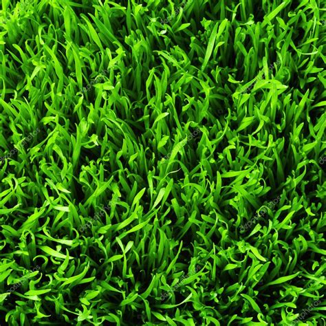 Healthy grass pattern — Stock Photo © smaglov #7675556