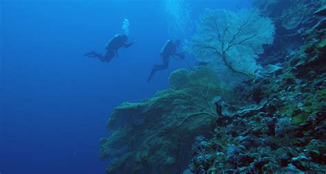 Scientists cataloged nearly 200 coral species living in the deep ocean | Science News