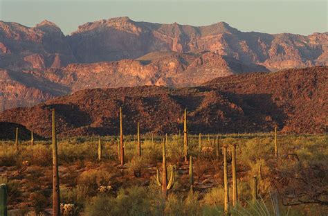 Organ Pipe Cactus National Monument | Park, Wildlife, Sonoran Desert | Britannica