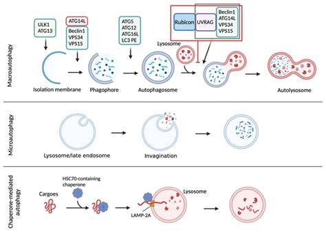 Autophagy is a catabolic process degrading cytoplasmic molecules ...