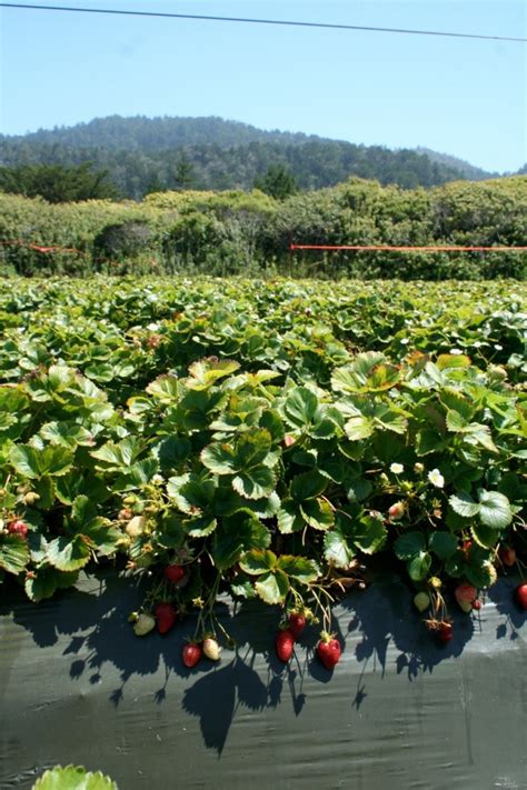 Strawberry Picking & Basket Weaving | DIY for Beginners | KiwiCo