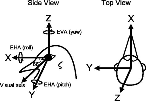 Vestibular Gaze Stabilization: Different Behavioral Strategies for Arboreal and Terrestrial ...