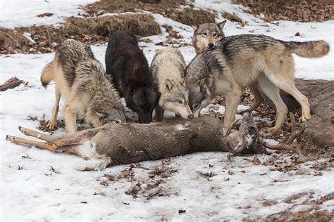 What Happens If Dog Eats Birth Control? Unveiling The Consequences ...