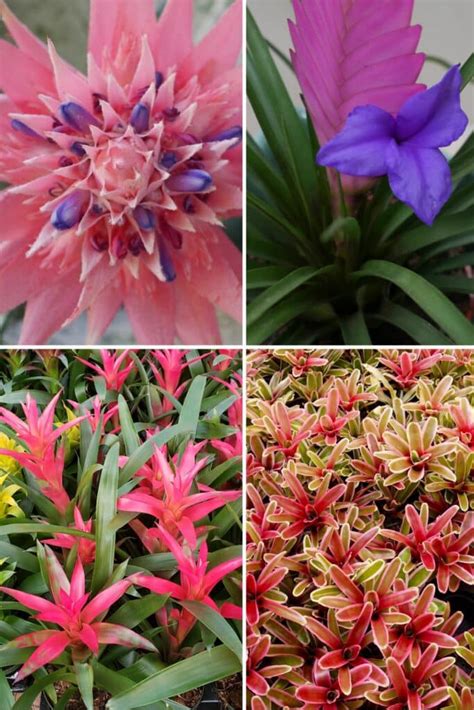 Bromeliad Care: How to Successfully Grow Bromeliads Indoors