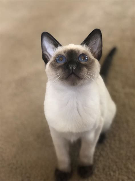 Meet Tiki, our beautiful Siamese kitten : r/aww