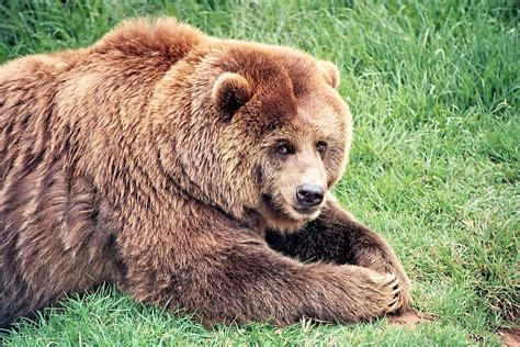 Free photo: Brown Bear, Bears, Mammal, Brown - Free Image on Pixabay - 1354306