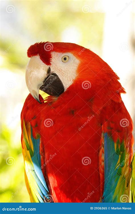 Red Macaw stock image. Image of vivid, profile, wildlife - 2936365