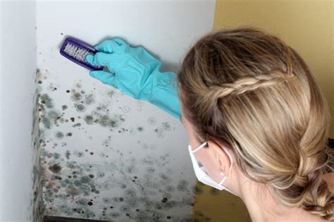 5 Tips for Successful Mold Removal | PNW Restoration