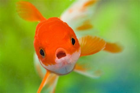 Vibrant Goldfish HD Wallpaper