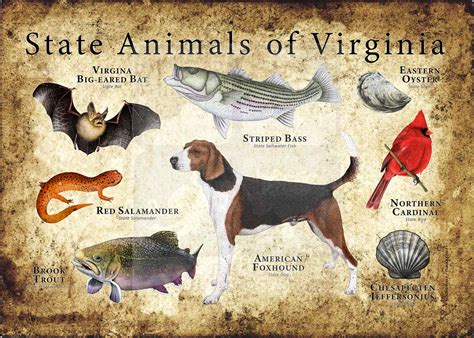 Virginia State Animals Poster Print - inkart