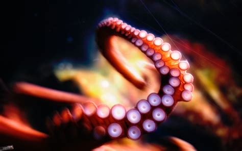 HD Octopus Wallpaper (70+ images)