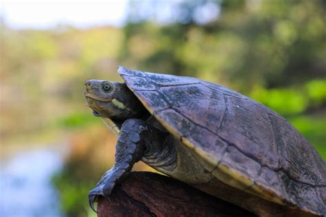 Bright Future For Hunter River Turtle After Breeding Program Success - 2hd