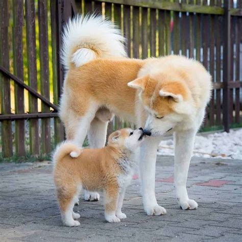 Akita Inu care | Akita puppies, Akita inu puppy, Akita dog