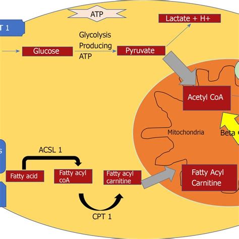 Randle cycle. The glucose-fatty acid (Randle) cycle in muscle.... | Download Scientific Diagram