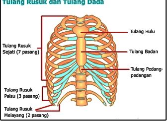 Tulang Rusuk (Kosta dan Tulang Dada (sternum) Sistem Rangka - Biologisites