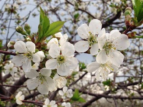 Door County Cherry Blossoms | Door county cherries, Door county, Door county wisconsin